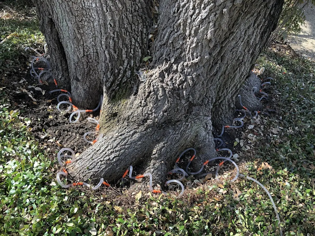 Detailed Tree Cabling and Bracing job site in Reagan