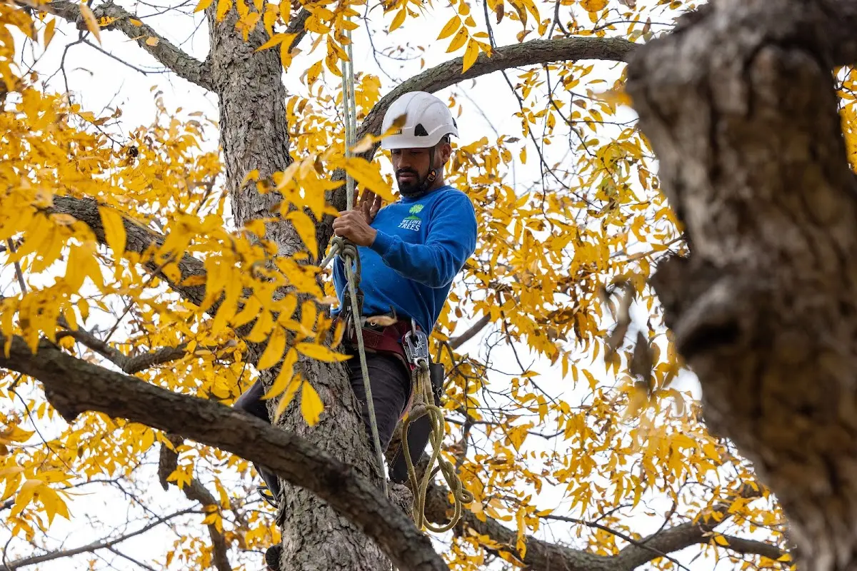 Skilled Tree Trimming crew working in Reagan