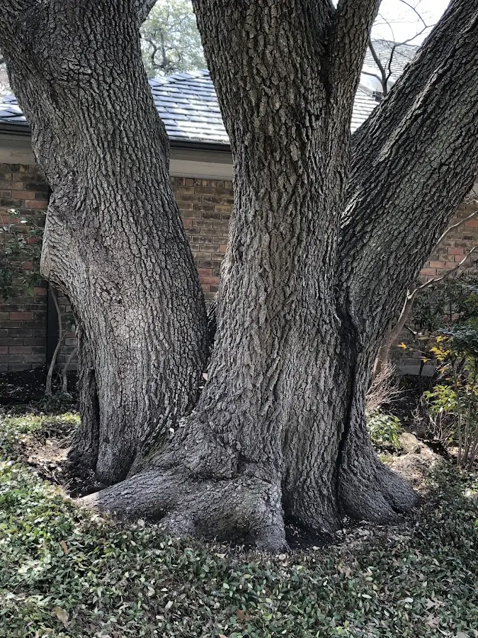 Mature heritage tree close to a Reagan property cared for by certified arborists